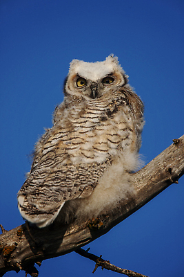 포토 JPG 해외이미지 동물 야생동물 자연 조류 뿔 사람없음 야외 가로 큼 부엉이 외양간 옛날 해외202310 해외포토 크기 생태계 파일형식