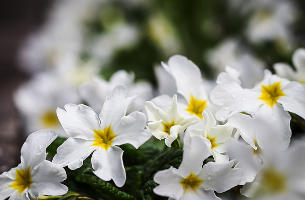 포토 JPG 해외이미지 식물 계절 꽃잎 꽃 컬러 백그라운드 꽃무늬 자연 휴가 부활절 사람없음 야외 장식 초록색 여름 컬러풀 뷰티 정원 봄 낭만 성장 벚꽃 흰색 신선 개화 센터 원예 내추럴 프리뮬러 해외202310 해외포토 기념일 컨셉 무늬 취미 생태계 파일형식