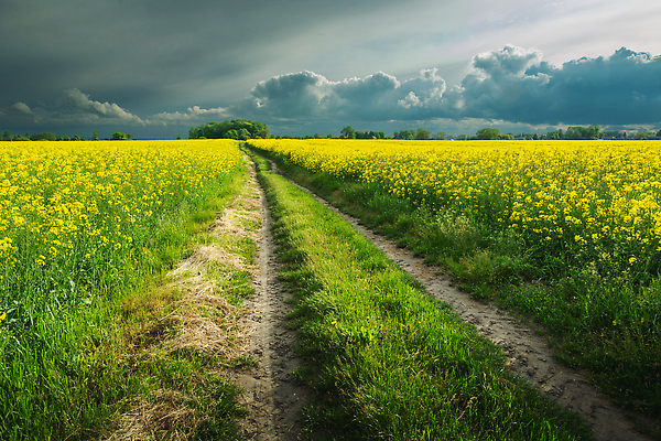 포토 JPG 해외이미지 식물 꽃 도로 길 밭 농업 자연 하늘 날씨 사람없음 야외 초록색 농장 노란색 환경 맑음 어둠 봄 회색 성장 벚꽃 시골 오솔길 땅 유채 먼지 폭풍 땅바닥 밭일 카놀라 비어있는 해외202310 해외포토 계절 산업 컬러 교통시설 바닥 생태계 파일형식
