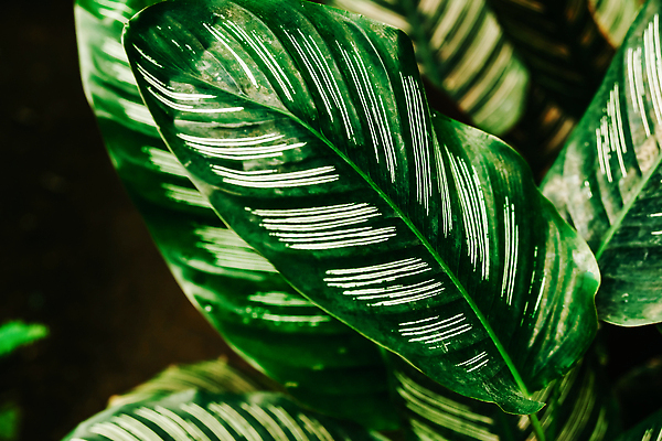 포토 JPG 해외이미지 식물 화초 줄기 백그라운드 잎 패턴 자연 건강 사람없음 장식 초록색 컬러풀 정원 줄무늬 흰색 신선 냄비 질감 상록수 내추럴 이국적 해외202310 해외포토 컬러 무늬 솥 생태계 파일형식