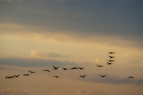 포토 JPG 해외이미지 동물 유럽 야생동물 백그라운드 날개 자연 조류 하늘 성인 사람없음 야외 컬러풀 뷰티 환경 황무지 큼 가슴 깃털 기중기 부리 내추럴 궤 동물상 유라시아 해외202310 해외포토 나라 아시아 컬러 사람 신체부위 조형물 중장비 크기 생태계 파일형식