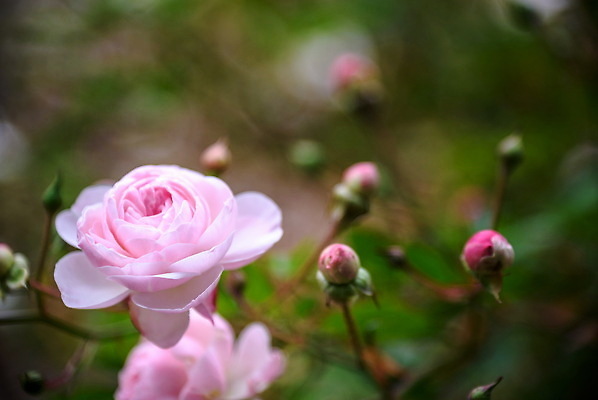포토 JPG 해외이미지 식물 계절 꽃잎 꽃 음식 분홍색 컬러 결혼 백그라운드 잎 꽃무늬 가족 자연 발렌타인데이 사랑 미술 사람없음 야외 초록색 여름 뷰티 장미 정원 스파 봄 수확 벚꽃 나뭇가지 신선 개화 개 원예 복고 아로마 내추럴 해외202310 해외포토 나무 감정 무늬 농업 포유류 관계 데이이벤트 문화예술 이벤트 취미 생태계 파일형식