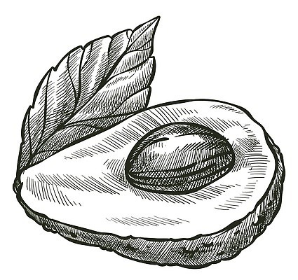 EPS 해외이미지 잎 일러스트 단면 흑백 씨앗 사람없음 스케치 묘사 드로잉 아보카도 해외202310 해외일러스트 식물 과일 촬영기법 미술 파일형식 벡터