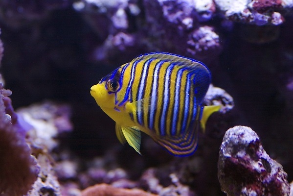 포토 JPG 해외이미지 사람없음 파란색 컬러풀 노란색 수중 줄무늬 해외202310 해외포토 컬러 무늬 파일형식