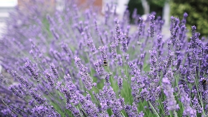 포토 JPG 해외이미지 식물 손 계절 꽃 백그라운드 꽃무늬 패턴 밭 농업 자연 아침 사람 사람없음 야외 초록색 파란색 햇빛 태양 뷰티 약 일출 보라색 일몰 봄 프랑스 벚꽃 시골 작업 개화 제비꽃 향기 꿀 아로마테라피 느림 라벤더 내추럴 프로방스 해외202310 해외포토 주간 자연요소 유럽 산업 컬러 무늬 의학 신체부위 노을 허브 생태계 냄새 테라피 파일형식