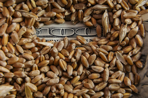 포토 JPG 해외이미지 산업 음식 빵 컨셉 지폐 돈 농업 비즈니스 옥수수 씨앗 사람없음 금융 경제 농작물 농장 달러 미국 수확 성장 황금 실패 낟알 시리얼 밀 기아 무역 유기농 귀 가스 밀짚 계산서 내추럴 밭일 수입 숙성 해외202310 해외포토 식물 웰빙 북아메리카 곡류 신체부위 재산 좌절 짚 사회이슈 파일형식