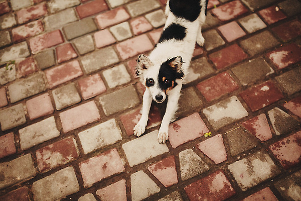 포토 JPG 해외이미지 동물 행복 얼굴 백그라운드 밭 공 자연 놀이 휴식 사람없음 야외 초록색 반려동물 뷰티 노란색 검은색 흰색 개 송곳니 기르기 해외202310 해외포토 감정 컬러 컨셉 농업 포유류 신체부위 치아 생태계 돌봄 파일형식