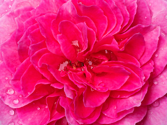 포토 JPG 해외이미지 식물 꽃잎 꽃 백그라운드 꽃무늬 자연 벽지 추상 사람없음 빨간색 빛 장미 정원 벚꽃 신선 개화 닫기 소프트포커스 묘사 질감 부드러움 내추럴 블러 파스텔톤 해외202310 해외포토 컬러 무늬 모션 촬영기법 감각 생태계 파일형식