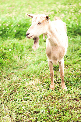 포토 JPG 해외이미지 동물 응시 여자 행복 얼굴 음식 백그라운드 밭 농업 포유류 자연 하늘 염소 뿔 서기 미소 풍경 사람없음 야외 초록색 여름 뷰티 농장 머리 가축 우유 흰색 시골 군중 방목 먹기 내추럴 밭일 해외202310 해외포토 시선 계절 감정 산업 컬러 모션 유제품 표정 사람 신체부위 축산업 생태계 파일형식
