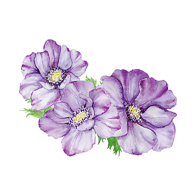 JPG 해외이미지 잎 일러스트 사람없음 장식 보라색 우아함 아네모네 엘리먼트 해외202310 해외일러스트 식물 꽃 컬러 컨셉 파일형식