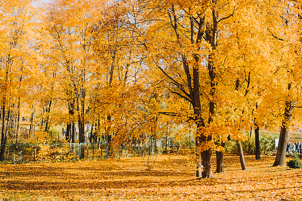 포토 JPG 해외이미지 나무 계절 공원 길 호수 컬러 여행 백그라운드 단풍 잎 벤치 오렌지 자연 하늘 아침 풍경 사람없음 야외 빨간색 초록색 물 빛 컬러풀 햇빛 뷰티 반사 노란색 환경 맑음 가을 나뭇가지 황금 숲 9월 11월 장면 10월 해외202310 해외포토 주간 자연요소 식물 공공시설 의자 과일 날씨 태양 날짜 생태계 파일형식