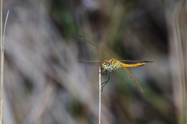 포토 JPG 해외이미지 동물 야생동물 컬러 곤충 백그라운드 날개 자연 종류 앉기 사람없음 가로 초록색 뷰티 노란색 환경 사진촬영 활발 펼침 나뭇가지 막대기 벌레 잠자리 흉부 꼬리 서식지 내추럴 남아프리카 해외202310 해외포토 나무 컨셉 모션 아프리카 촬영 호흡기관 생태계 파일형식