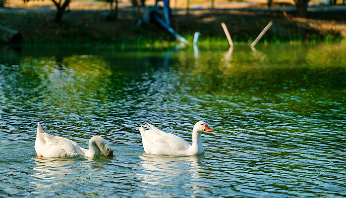 포토 JPG 해외이미지 동물 응시 공원 호수 야생동물 백그라운드 패턴 날개 오렌지 자연 조류 오리 사람없음 야외 초록색 물 여름 파란색 반려동물 강 뷰티 농장 반사 환경 수영 젖음 자유 흰색 시골 연못 쌍 깃털 부리 백조 거위 내추럴 해외202310 해외포토 자연요소 시선 계절 공공시설 컬러 컨셉 무늬 농업 과일 수상스포츠 생태계 파일형식