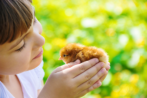 포토 JPG 해외이미지 한마리 여자 어린이 병아리 한명 들기 상반신 야외 옆모습 소녀한명만 해외202310 해외포토 1 뷰포인트 모션 조류 사람 여자한명만 소녀만 파일형식