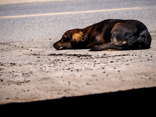 포토 JPG 해외이미지 동물 도로 거리 사람없음 야외 반려동물 도시 기다림 보행로 개 강아지 고독 주인 송곳니 노숙자 혼자 해외202310 해외포토 감정 길 포유류 교통시설 모션 치아 파일형식