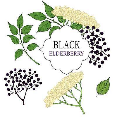 EPS 해외이미지 나무 식물 계절 열매 꽃 음료 음식 백그라운드 잎 꽃무늬 과일 일러스트 재료 자연 수채화 건강 미술 초록색 약 정원 검은색 수확 벚꽃 가을 흰색 나뭇가지 신선 차 약초 스케치 허브 그림 유기농 판화 비타민 내추럴 고립 구식 숙성 벡터 해외202310 해외일러스트 웰빙 컬러 무늬 농업 의학 문화예술 풀_식물 생태계 영양소 파일형식