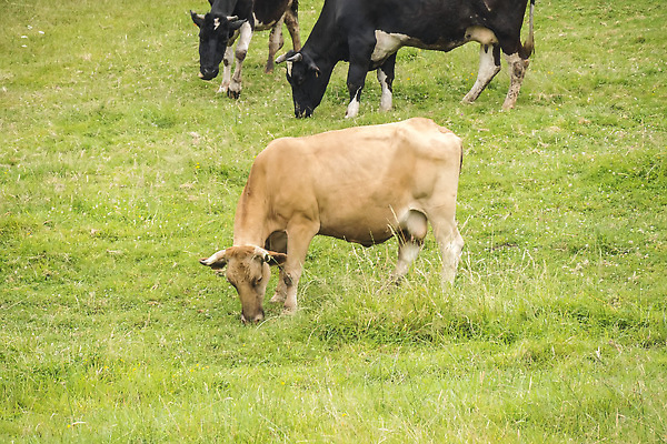 포토 JPG 해외이미지 동물 산업 밭 농업 포유류 자연 건강 풍경 사람없음 야외 초록색 여름 햇빛 뷰티 농장 농경지 갈색 머리 평화 환경 맑음 가축 목장 소고기 우유 시골 신선 소 닫기 군중 방목 먹기 언덕 내추럴 밭일 찰과상 목가 해외202310 해외포토 계절 컬러 컨셉 모션 날씨 유제품 육류 사람 신체부위 태양 축산업 상처 생태계 파일형식