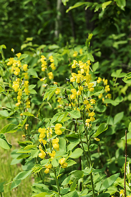 포토 JPG 해외이미지 식물 계절 꽃잎 꽃 컬러 잎 꽃무늬 밭 자연 사람없음 뷰티 노란색 정원 봄 벚꽃 개화 해외202310 해외포토 무늬 농업 생태계 파일형식