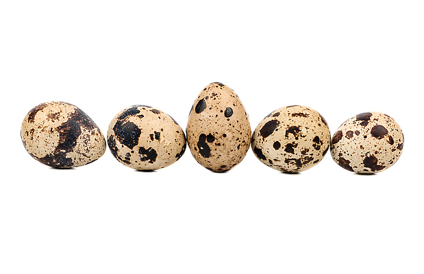 포토 JPG 해외이미지 동물 음식 백그라운드 다이어트 재료 자연 조류 부활절 건강 사람없음 갈색 계란 껍질 흰색 신선 점 얼룩 아침식사 상품 작음 먹기 오브젝트 유기농 날것 내추럴 고립 단백질 메추리 생식 식품점 해외202310 해외포토 웰빙 기념일 컬러 모션 상점 알 식사 크기 생태계 영양소 파일형식