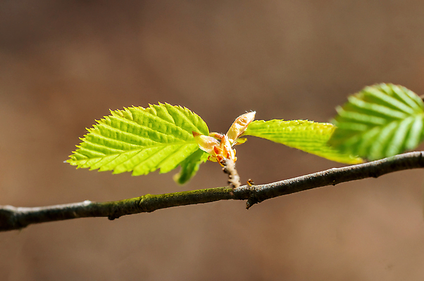 포토 JPG 해외이미지 식물 줄기 단풍 자연 생물 사람없음 야외 새싹 정원 성장 나뭇가지 신선 그룹 숲 발사 묘사 유기농 생물학 날것 뿌리 내추럴 땅바닥 해외202310 해외포토 나무 웰빙 교육 잎 바닥 생태계 파일형식
