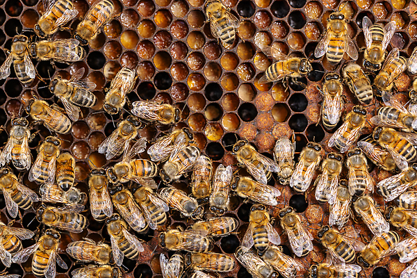 포토 JPG 해외이미지 동물 라이프스타일 음식 곤충 백그라운드 컨셉 프레임 세포 사람없음 농장 머리빗 닫기 달콤 꿀벌 말벌 벌 먹기 바쁨 꿀 여왕 벌집 밀랍 양봉 양봉장 왁스 해외202310 해외포토 농업 모션 생활 미용용품 맛 벌_곤충 파일형식