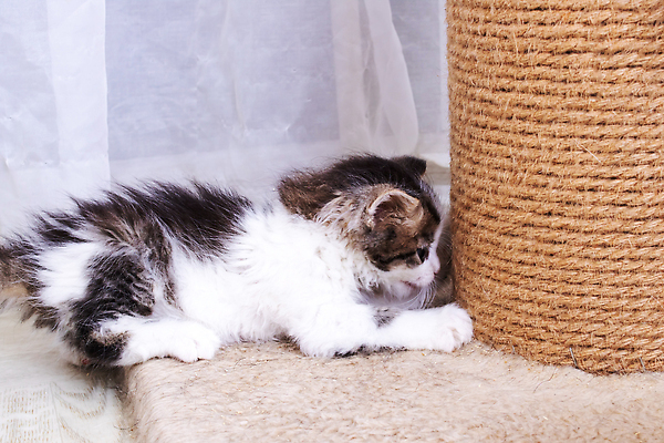 포토 JPG 해외이미지 새끼 사람없음 반려동물 눕기 장난감 귀여움 고양이 안락 해외202310 해외포토 동물 컨셉 포유류 모션 파일형식