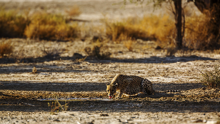 포토 JPG 해외이미지 동물 야생동물 포유류 아프리카 자연 파노라마 국립공원 풍경 사람없음 야외 옆모습 관광지 사막 황무지 보호 사파리 서식지 치타 나미비아 남아프리카 보츠와나 보호구역 칼라하리 건조기후 해외202310 해외포토 공원 나라 뷰포인트 여행 컨셉 촬영기법 생태계 구역 파일형식