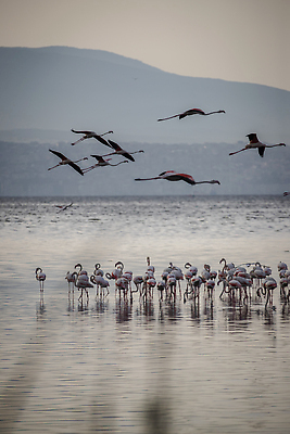 포토 JPG 해외이미지 동물 유럽 호수 야생동물 분홍색 여행 백그라운드 자연 조류 사랑 서기 풍경 사람없음 야외 가로 빨간색 물 컬러풀 뷰티 반사 걷기 흰색 연못 그룹 플라밍고 깃털 부리 소금 내추럴 동물상 랜드마크 이국적 해외202310 해외포토 사이프러스공화국 자연요소 감정 나라 컬러 모션 조형물 생태계 파일형식