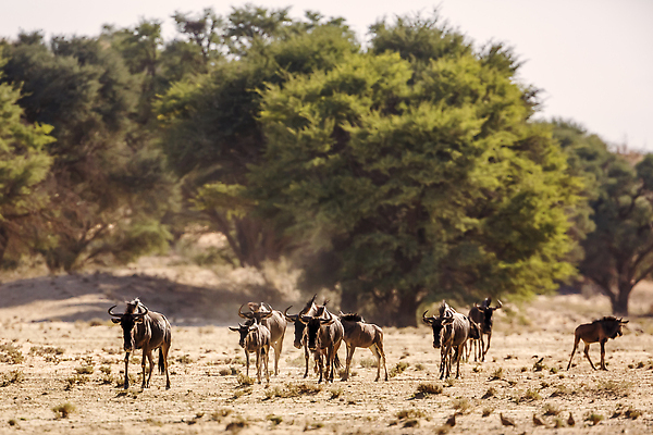 포토 JPG 해외이미지 동물 야생동물 포유류 아프리카 자연 국립공원 사람없음 야외 앞모습 가로 관광지 달리기 사막 황무지 보호 군중 사파리 영양 팩 나미비아 남아프리카 보츠와나 보호구역 칼라하리 건조기후 해외202310 해외포토 공원 나라 뷰포인트 여행 컨셉 모션 사람 화장품 생태계 구역 파일형식