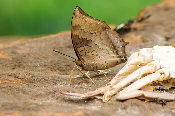 포토 JPG 해외이미지 동물 한마리 1 아시아 야생동물 컬러 나비 곤충 잎 날개 오렌지 자연 생물 무척추동물 안테나 사람없음 야외 가로 컬러풀 뷰티 맑음 검은색 봄 자유 벌레 작음 먹기 콧수염 묘사 생물학 꼬리 서식지 철새 내추럴 동물상 땅바닥 복부 해외202310 해외포토 식물 계절 교육 나라 컨셉 과일 통신 모션 조류 날씨 수염 바닥 신체부위 조형물 크기 생태계 파일형식