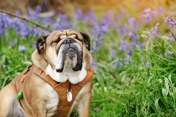 포토 JPG 해외이미지 응시 공원 얼굴 관계 자연 잉글랜드 서기 사람없음 야외 달리기 머리 걷기 힘 봄 우정 성장 주름 클래식 닫기 개 치아 숲 큼 혀 근육질 불독 송곳니 기르기 동반자 블루벨 신앙심 유래 특별함 해외202310 해외포토 시선 계절 공공시설 컨셉 포유류 모션 근육 영국 신체부위 친구 입 소화기관 크기 몸매 생태계 돌봄 파일형식