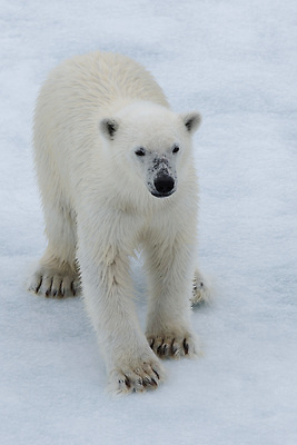 포토 JPG 해외이미지 동물 남자 야생동물 바다 여행 겨울 곰 포유류 자연 노르웨이 서기 성인 사람없음 야외 가로 물 환경 냉동 얼음 추위 흰색 북극 육식동물 내추럴 스칸디나비아 해외202310 해외포토 자연요소 계절 유럽 컬러 모션 사람 극지방 생태계 파일형식