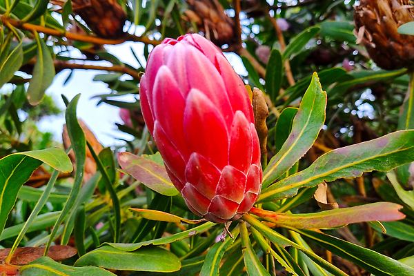 포토 JPG 해외이미지 식물 전통 꽃잎 꽃 분홍색 컬러 꽃다발 여행 결혼 백그라운드 잎 자연 사람없음 야외 가로 빨간색 초록색 여름 머리 상점 봄 활발 벚꽃 신선 그룹 원주민 닫기 자르기 다발 배열 꽃집 내추럴 멀티 이국적 많음 해외202310 해외포토 계절 컨셉 모션 이벤트 신체부위 아프리카인 생태계 파일형식