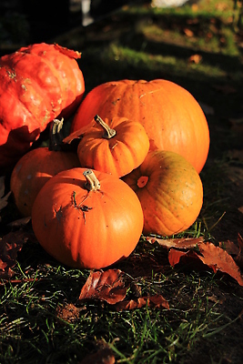포토 JPG 해외이미지 식물 계절 컬러 농업 오렌지 과일 호박 종류 사람없음 장식 초록색 농장 노란색 할로윈 수확 가을 11월 모음 추수감사절 10월 해외202310 해외포토 산업 기독교 채소 날짜 파일형식