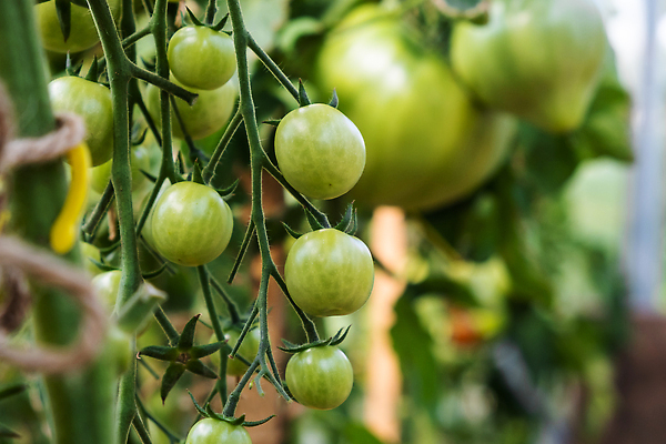 포토 JPG 해외이미지 식물 계절 음식 줄기 백그라운드 잎 농업 토마토 채소 과일 자연 매달리기 건강 사람없음 초록색 여름 농작물 농장 정원 농사 수확 성장 나뭇가지 신선 그룹 다발 유기농 원예 날것 비타민 내추럴 밭일 숙성 온실 채식주의자 세련 해외202310 해외포토 나무 웰빙 산업 컬러 모션 취미 생태계 채식 영양소 파일형식