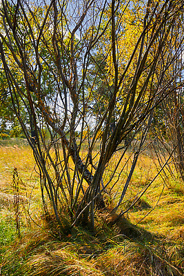 포토 JPG 해외이미지 나무 호수 백그라운드 자연 하늘 갈대 이끼 풍경 사람없음 초록색 물 강 환경 젖음 가을 시골 연못 개울 티켓 습지 숲 해외202310 해외포토 자연요소 식물 계절 컬러 생태계 파일형식