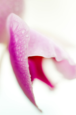 포토 JPG 해외이미지 식물 꽃잎 꽃 분홍색 결혼 잎 꽃무늬 자연 휴식 건강 사람없음 야외 평화 보라색 스파 화목 고요 성장 벚꽃 물방울 난초 우아함 닫기 자르기 꽃집 순수 부드러움 호접란 강렬 광 단아함 정물화 천진난만 파스텔톤 해외202310 해외포토 컬러 컨셉 무늬 모션 이벤트 상점 감각 그림 생태계 파일형식