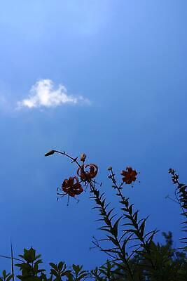 포토 JPG 해외이미지 주간 나무 식물 구름 꽃 잎 자연 하늘 아침 사람없음 파란색 일몰 들꽃 나뭇가지 저녁 해외202310 해외포토 자연요소 컬러 노을 야간 생태계 파일형식