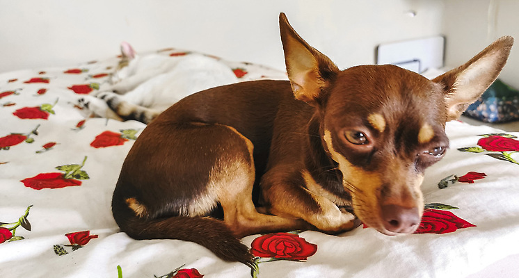 포토 JPG 해외이미지 동물 커플 백그라운드 장난 포유류 휴식 멕시코 주택 털 함께함 실내 사랑 사람없음 친구 반려동물 소파 갈색 귀여움 고양이 우정 방 흰색 침대 개 강아지 모피 솜털 송곳니 거짓말 기르기 동반자 유래 순혈 해외202310 해외포토 감정 컬러 가구 컨셉 북아메리카 의자 관계 내부 건물 치아 돌봄 파일형식