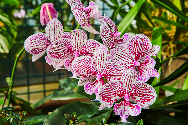 포토 JPG 해외이미지 식물 꽃잎 꽃 화초 줄기 분홍색 꽃다발 잎 꽃무늬 생물 사람없음 여름 장미 정원 보라색 봄 벚꽃 개화 난초 닫기 허브 관목 내추럴 온실 해외202310 해외포토 나무 계절 컬러 무늬 모션 파일형식