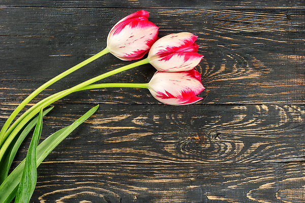 포토 JPG 해외이미지 식물 꽃잎 꽃 컬러 꽃다발 백그라운드 꽃무늬 자연 탁자 선물 사랑 사람없음 목재 빨간색 세로 초록색 뷰티 봄 낭만 튤립 벚꽃 흰색 축하 신선 개화 우아함 자르기 다발 배열 해외202310 해외포토 나무 계절 감정 가구 컨셉 무늬 재료 모션 생태계 파일형식