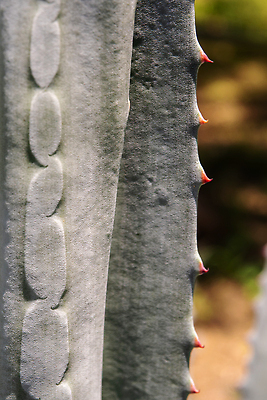 포토 JPG 해외이미지 식물 꽃 화초 백그라운드 잎 패턴 자연 표면 사람없음 장식 초록색 뷰티 환경 정원 회색 흰색 신선 가시 닫기 은색 질감 리빙 내추럴 다육식물 대칭 왁스 이국적 해외202310 해외포토 컬러 무늬 모션 생태계 파일형식