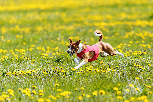 포토 JPG 해외이미지 동물 공원 행복 스포츠 셔츠 밭 포유류 모션 자연 놀이 건강 사람없음 야외 초록색 달리기 햇빛 뷰티 우주 정원 맑음 점프 검은색 경쟁 에너지 레이싱 잡기 개 유혹 강의 테리어 속도 호기심 사냥 사냥개 섬광 순간 순혈 해외202310 해외포토 레이스천 공공시설 감정 컬러 컨셉 상의 농업 날씨 시합 태양 직물 생태계 파일형식