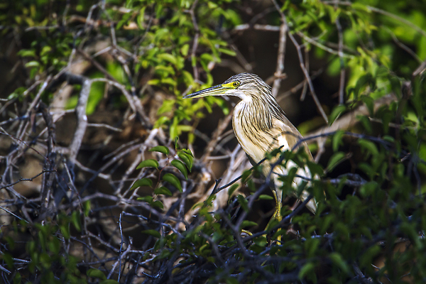 포토 JPG 해외이미지 동물 야생동물 아프리카 자연 조류 국립공원 사람없음 가로 보호 왜가리 사파리 변장 물새 남아프리카 보호구역 크루거 해외202310 해외포토 공원 나라 컨셉 생태계 남아프리카공화국 구역 파일형식
