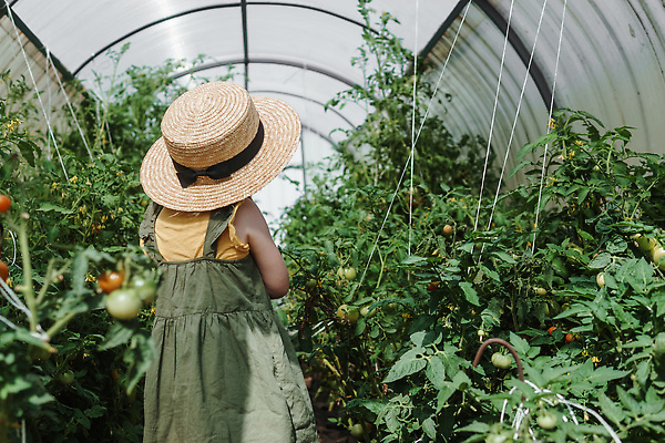 포토 JPG 해외이미지 식물 계절 어린이 음식 농업 토마토 채소 자연 건강 한명 사람 야외 빨간색 초록색 태양 농장 환경 정원 봄 수확 신선 선택 달콤 맛 작음 수집 먹기 유기농 밀짚 내추럴 숙성 온실 핸드메이드 해외202310 해외포토 자연요소 1 웰빙 산업 컬러 컨셉 모션 짚 크기 생태계 파일형식