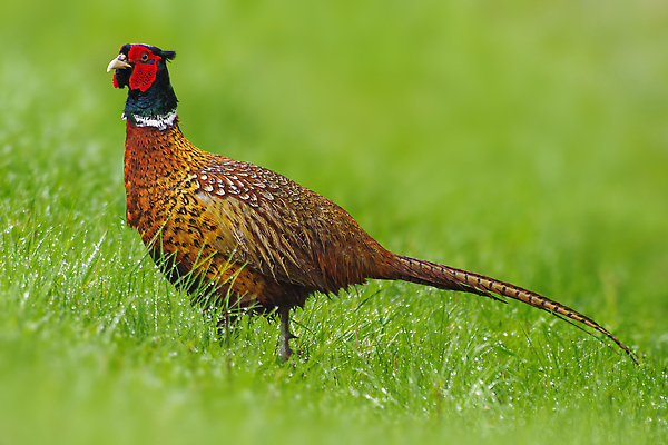 포토 JPG 해외이미지 동물 유럽 야생동물 백그라운드 날개 자연 조류 성인 사람없음 야외 컬러풀 뷰티 환경 황무지 큼 가슴 깃털 부리 꿩 수탉 내추럴 궤 동물상 유라시아 해외202310 해외포토 나라 아시아 컬러 사람 신체부위 조형물 닭 크기 수컷 생태계 파일형식