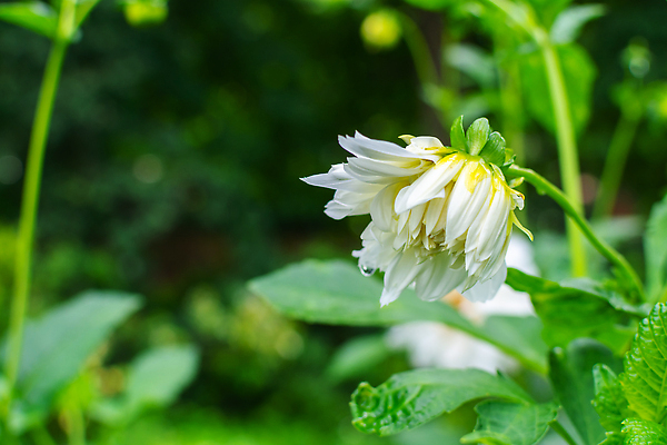 포토 JPG 해외이미지 식물 꽃잎 꽃 포스터 백그라운드 잎 꽃무늬 자연 벽지 새로움 사람없음 초록색 컬러풀 뷰티 머리 정원 성장 벚꽃 흰색 신선 개화 우아함 달리아 그림 원예 향기 부드러움 내추럴 강렬 생태학 해외202310 해외포토 교육 컬러 컨셉 무늬 취미 신체부위 감각 생태계 냄새 파일형식