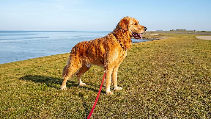 포토 JPG 해외이미지 동물 행복 바다 포유류 자연 털 사람없음 야외 초록색 물 반려동물 노란색 표현 개 달콤 낙서 래브라도리트리버 네덜란드 푸들 해외202310 해외포토 자연요소 감정 유럽 컬러 리트리버 맛 생태계 파일형식