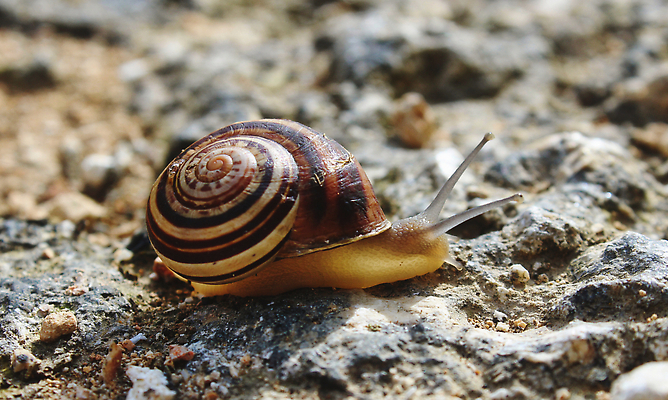 포토 JPG 해외이미지 동물 도로 길 야생동물 이동 오렌지 모션 자연 무척추동물 안테나 나선형 사람없음 야외 여름 빛 갈색 노란색 정원 흙 껍질 흰색 시골 작음 큼 땅 묘사 속도 달팽이 장면 덮기 촉수 느림 기어가기 건너기 고립 동물상 땅바닥 끈적임 해외202310 해외포토 계절 컬러 컨셉 무늬 과일 통신 교통시설 바닥 연체동물 조형물 크기 생태계 파일형식