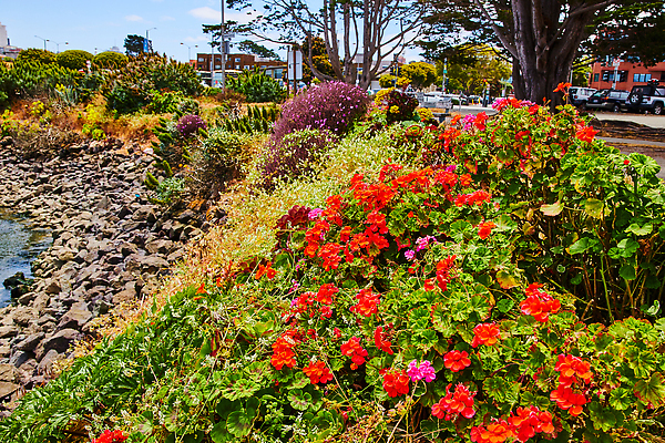 포토 JPG 해외이미지 주간 식물 꽃 자동차 자연 거리 사람없음 물 여름 항구 회색 만 캘리포니아 암초 샌프란시스코 그리너리 해외202310 해외포토 자연요소 계절 육상교통 컬러 교통시설 미국 생태계 파일형식 트랜드컬러
